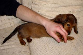 Jamnik d�ugow�osy NAILA